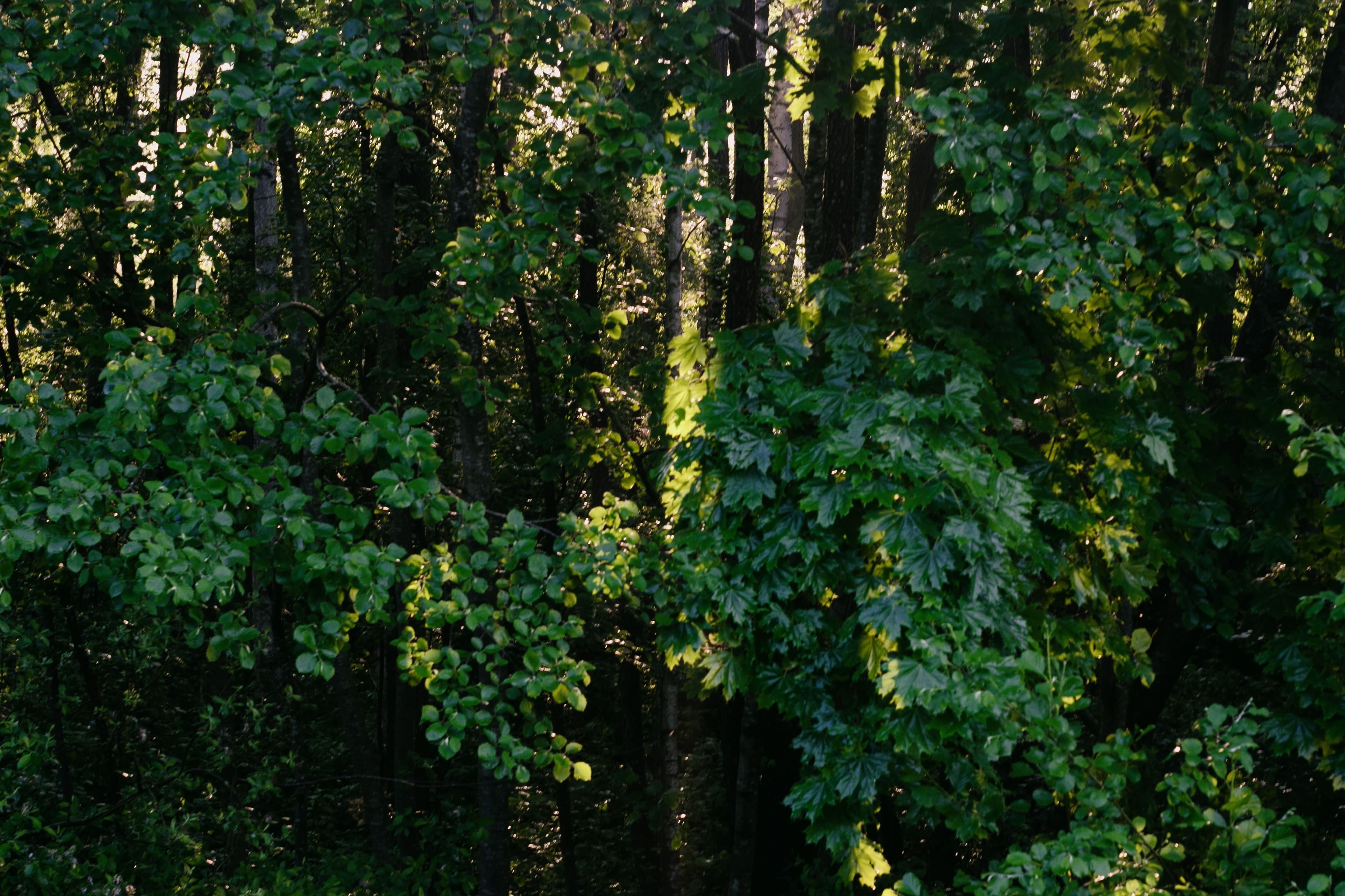 Forestry - Trees, forests & agroforestry
