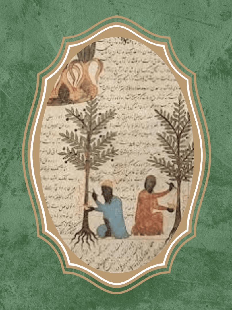 The Islamic Caliphates